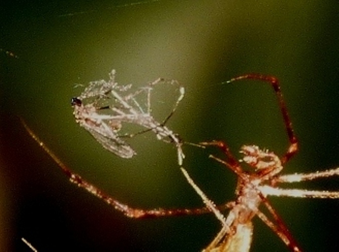 Rhomphaea sp. con zanzara -  S. Teresa Gallura (OT)